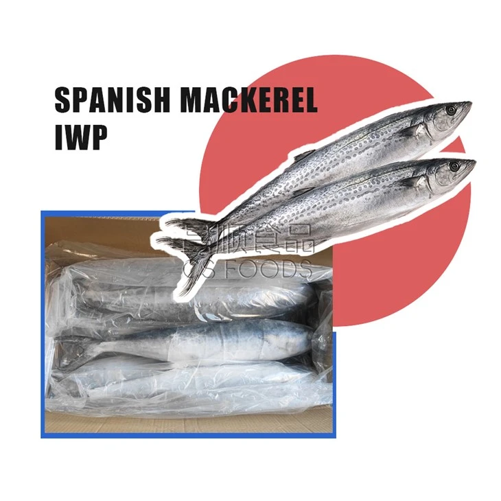 Whole Round Frozen Spanish Mackerel