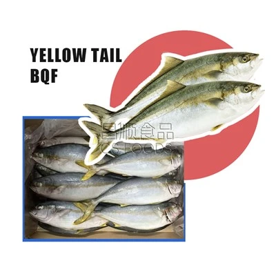 WR Frozen Yellow Tail