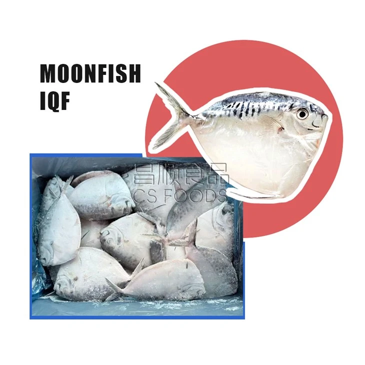 Whole Round Mene Maculata